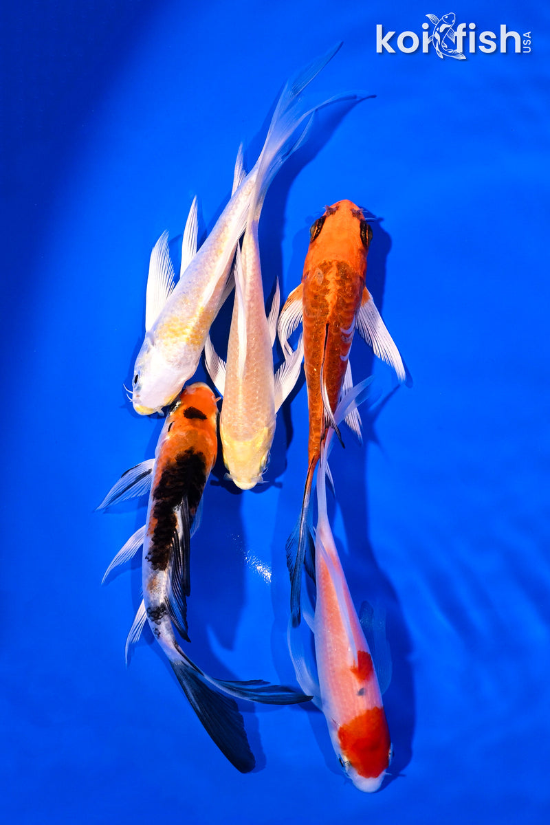 PACK OF (5) 4-5" BUTTERFLY KOI