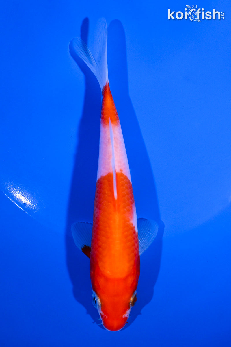 5.5" NIDAN KOHAKU