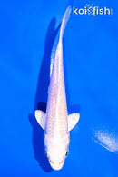 4.5" PLATINUM OGON