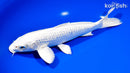 8.75" GINRIN PLATINUM OGON