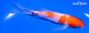 5.5" KOHAKU BUTTERFLY