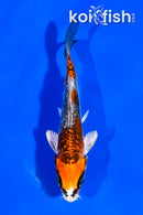 4" ARAGOKE BENI KIKOKURYU