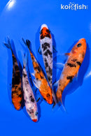 PACK OF (5) 4-5" STANDARD KOI