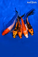 PACK OF (5) 4-4.25" BUTTERFLY KOI