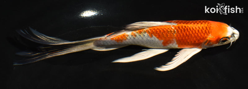 6.5" KUJAKU BUTTERFLY