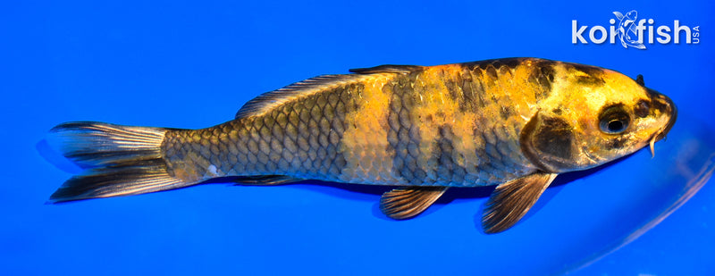 7.5" KIN KI UTSURI