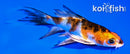 5" YAMATO NISHIKI BUTTERFLY