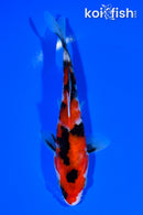 6.25" SHOWA