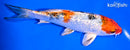 6.5" GINRIN YAMATO NISHIKI