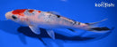 7.5" SANKE
