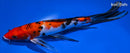 9.75" SANKE BUTTERFLY