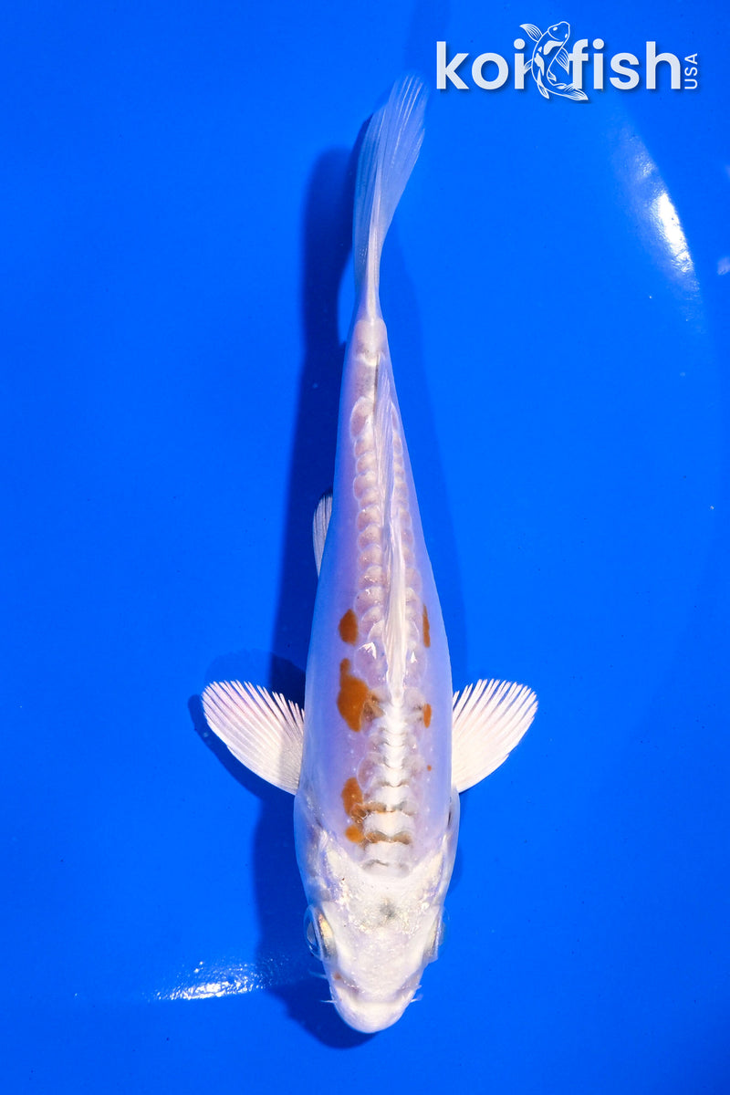 4.5" DOITSU HARIWAKE