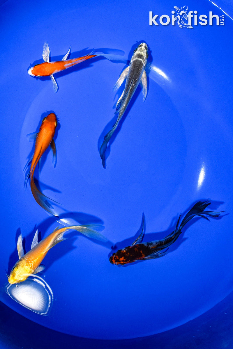 PACK OF (5) 3-4" BUTTERFLY KOI