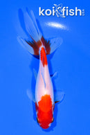 5" SARASA WATONAI GOLDFISH