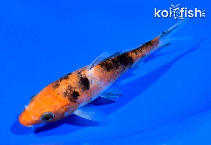 5" SANKE