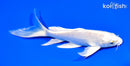 7.25" PLATINUM OGON BUTTERFLY