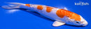 6" KIKUSUI