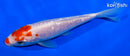 6" GINRIN KOHAKU