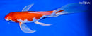 9" HARIWAKE BUTTERFLY