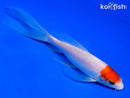 6" KOHAKU BUTTERFLY