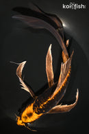 10.25" BENI KIKOKURYU BUTTERFLY