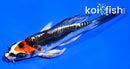 4" BENI KIKOKURYU BUTTERFLY