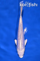 5.5" DOITSU PLATINUM OGON