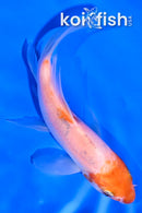 4.5" SANKE BUTTERFLY