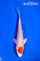 4" HARIWAKE
