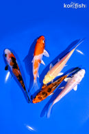 PACK OF (5) 4-4.25" STANDARD KOI