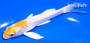 5" GINRIN LEMON HARIWAKE BUTTERFLY