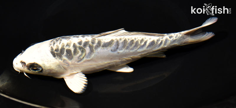 7.5" ARAGOKE GIN MATSUBA