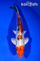 7.75" GINRIN YAMATO NISHISKI