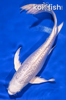 10" GINRIN PLATINUM OGON BUTTERFLY