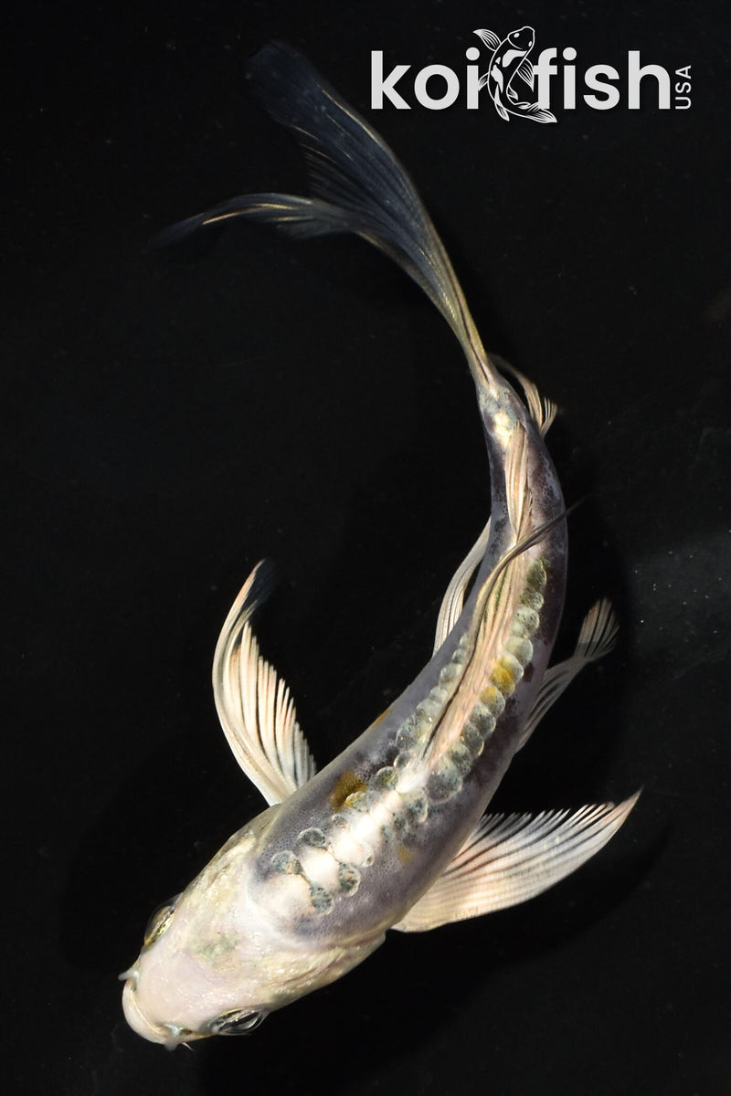 4" KIN KIKOKURYU BUTTERFLY