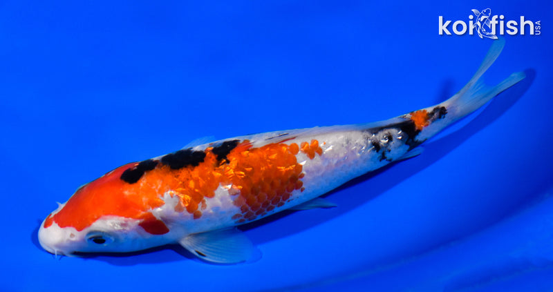 6.75" GINRIN SANKE