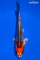 6.25" BENI GINGA