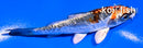 4" BENI KIKOKURYU
