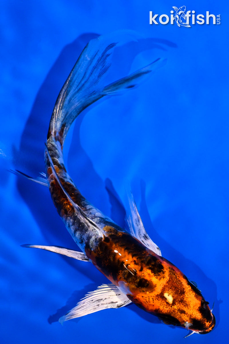 5.5" ARAGOKE HEISEI NISHIKI BUTTERFLY