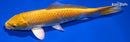 7.5" YAMABUKI OGON