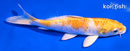 5.5" LEMON HARIWAKE