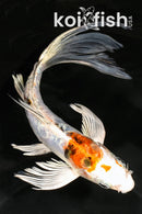 7.5" HEISEI NISHIKI BUTTERFLY