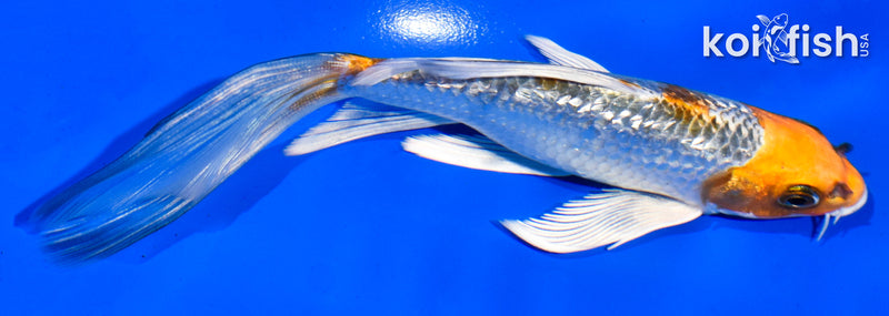 6" GINRIN KUJAKU BUTTERFLY