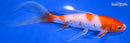 7.25" KOHAKU BUTTERFLY