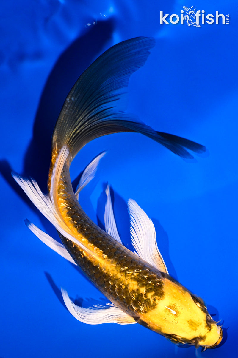 5.5" GINRIN KI MATSUBA BUTTERFLY