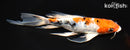 8" ARAGOKE HEISEI NISHIKI BUTTERFLY