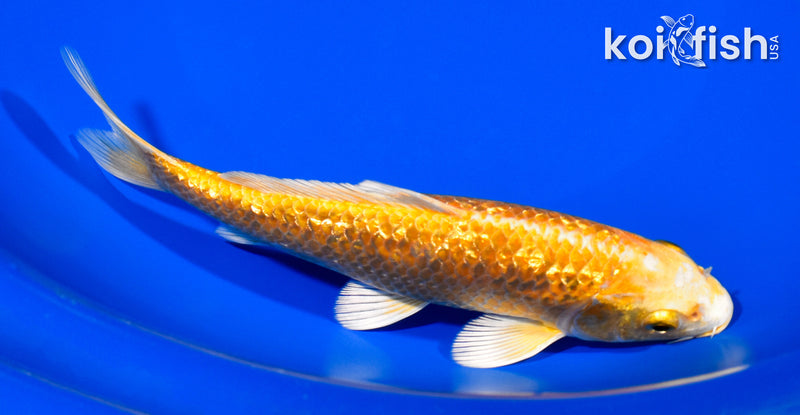 6.5" GINRIN YAMABUKI OGON