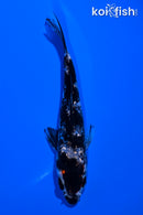 4.75" GINRIN BENI MATSUKAWABAKE