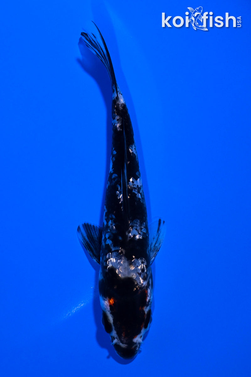 4.75" GINRIN BENI MATSUKAWABAKE