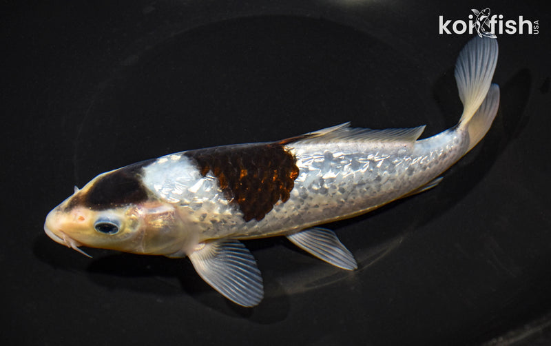 8" GINRIN GOROMO